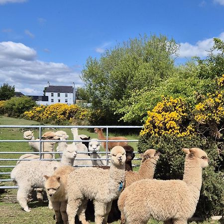 The Alpaca Farmhouse With Hot Tub And Alpaca Experience Included Dromara Exteriör bild