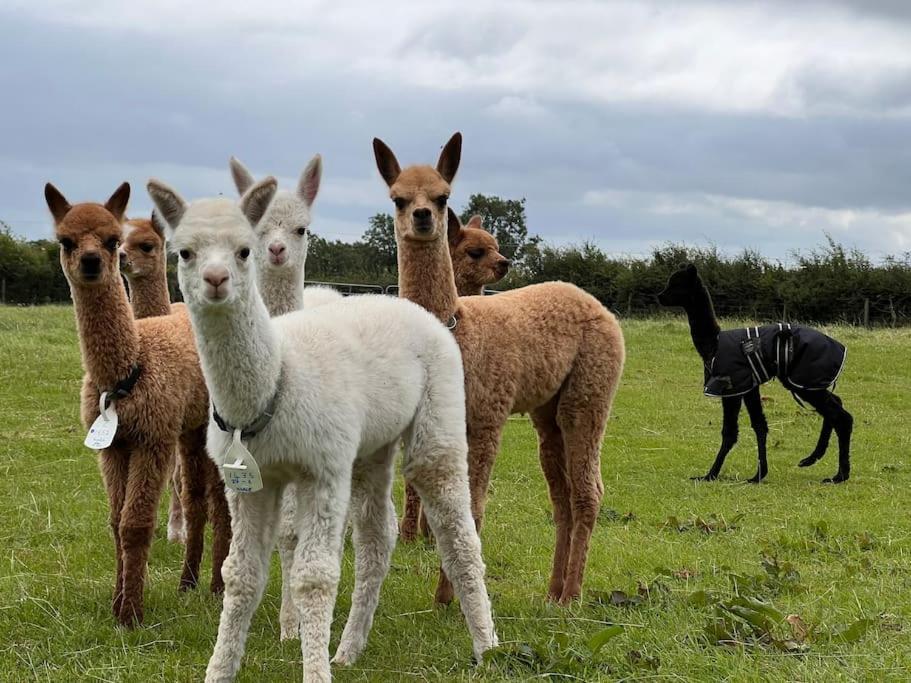 The Alpaca Farmhouse With Hot Tub And Alpaca Experience Included Dromara Exteriör bild