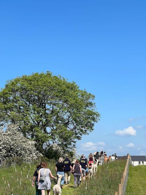 The Alpaca Farmhouse With Hot Tub And Alpaca Experience Included Dromara Exteriör bild