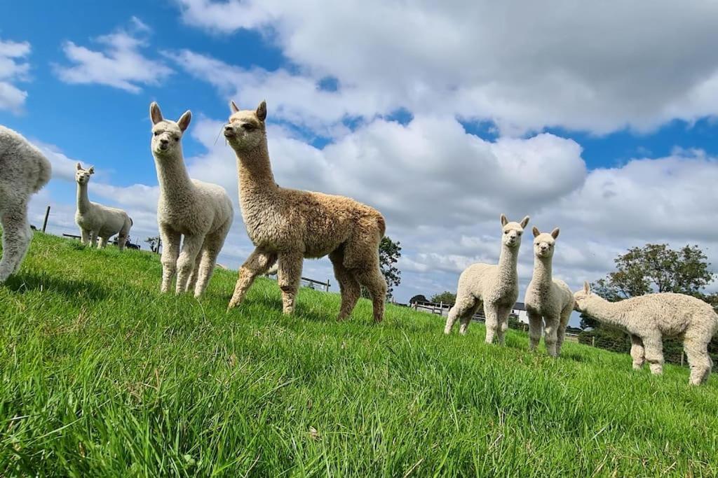 The Alpaca Farmhouse With Hot Tub And Alpaca Experience Included Dromara Exteriör bild