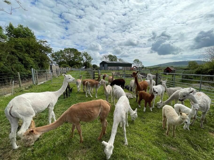 The Alpaca Farmhouse With Hot Tub And Alpaca Experience Included Dromara Exteriör bild