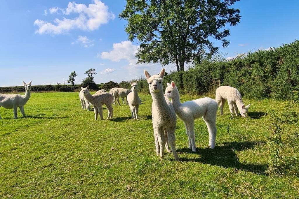 The Alpaca Farmhouse With Hot Tub And Alpaca Experience Included Dromara Exteriör bild
